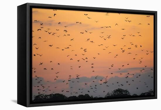 Indonesia, Lesser Sunda Islands-Nigel Pavitt-Framed Stretched Canvas