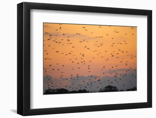 Indonesia, Lesser Sunda Islands-Nigel Pavitt-Framed Photographic Print