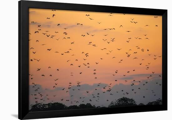 Indonesia, Lesser Sunda Islands-Nigel Pavitt-Framed Photographic Print