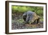 Indonesia, Loh Buaya-Nigel Pavitt-Framed Photographic Print