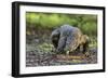 Indonesia, Loh Buaya-Nigel Pavitt-Framed Photographic Print