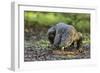 Indonesia, Loh Buaya-Nigel Pavitt-Framed Photographic Print