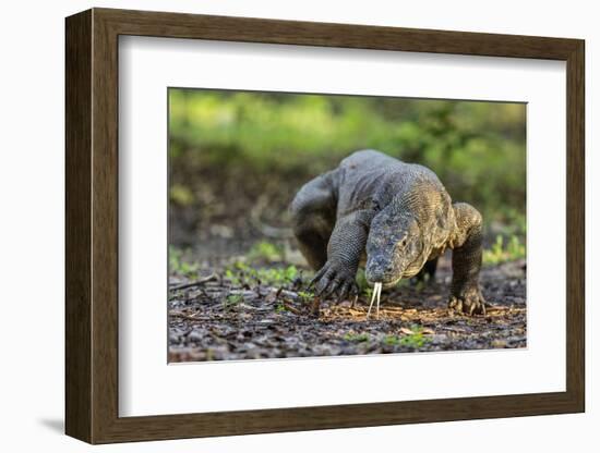 Indonesia, Loh Buaya-Nigel Pavitt-Framed Photographic Print