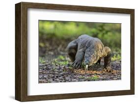 Indonesia, Loh Buaya-Nigel Pavitt-Framed Photographic Print