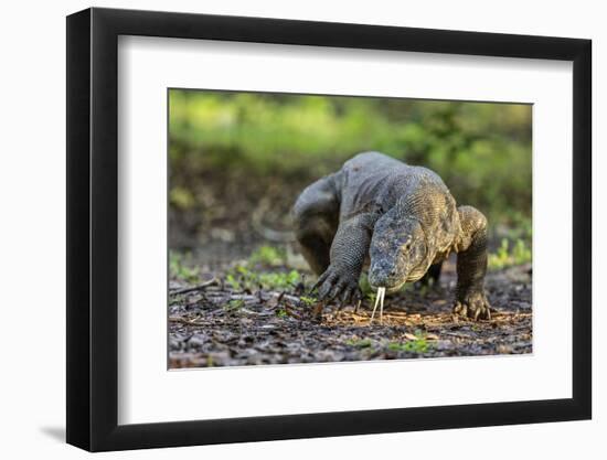 Indonesia, Loh Buaya-Nigel Pavitt-Framed Photographic Print