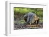 Indonesia, Loh Buaya-Nigel Pavitt-Framed Photographic Print