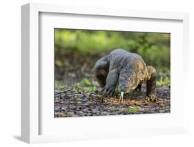 Indonesia, Loh Buaya-Nigel Pavitt-Framed Photographic Print