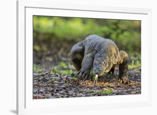 Indonesia, Loh Buaya-Nigel Pavitt-Framed Photographic Print