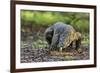 Indonesia, Loh Buaya-Nigel Pavitt-Framed Photographic Print