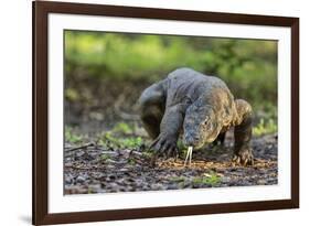 Indonesia, Loh Buaya-Nigel Pavitt-Framed Photographic Print