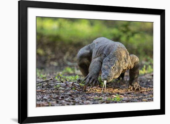 Indonesia, Loh Buaya-Nigel Pavitt-Framed Photographic Print