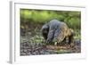 Indonesia, Loh Buaya-Nigel Pavitt-Framed Photographic Print