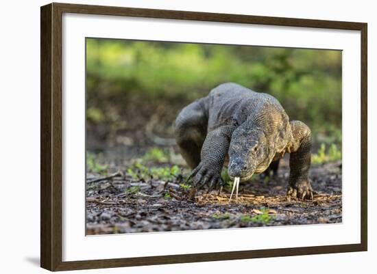 Indonesia, Loh Buaya-Nigel Pavitt-Framed Photographic Print