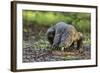 Indonesia, Loh Buaya-Nigel Pavitt-Framed Photographic Print