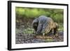 Indonesia, Loh Buaya-Nigel Pavitt-Framed Photographic Print