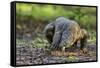 Indonesia, Loh Buaya-Nigel Pavitt-Framed Stretched Canvas