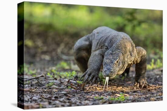 Indonesia, Loh Buaya-Nigel Pavitt-Stretched Canvas