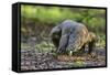 Indonesia, Loh Buaya-Nigel Pavitt-Framed Stretched Canvas