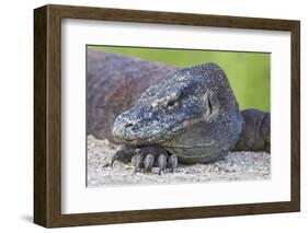 Indonesia, Loh Buaya-Nigel Pavitt-Framed Photographic Print