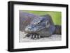 Indonesia, Loh Buaya-Nigel Pavitt-Framed Photographic Print