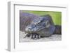 Indonesia, Loh Buaya-Nigel Pavitt-Framed Photographic Print