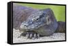 Indonesia, Loh Buaya-Nigel Pavitt-Framed Stretched Canvas