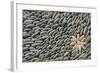 Indonesia, Mayura Water Palace. Stone Altar Detail with Rock Flower-Cindy Miller Hopkins-Framed Photographic Print