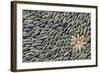 Indonesia, Mayura Water Palace. Stone Altar Detail with Rock Flower-Cindy Miller Hopkins-Framed Photographic Print