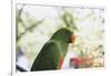Indonesia, Micronesia, View of Eclectus Parrot-Stuart Westmorland-Framed Photographic Print
