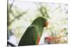 Indonesia, Micronesia, View of Eclectus Parrot-Stuart Westmorland-Stretched Canvas