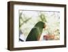 Indonesia, Micronesia, View of Eclectus Parrot-Stuart Westmorland-Framed Photographic Print