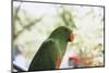 Indonesia, Micronesia, View of Eclectus Parrot-Stuart Westmorland-Mounted Photographic Print