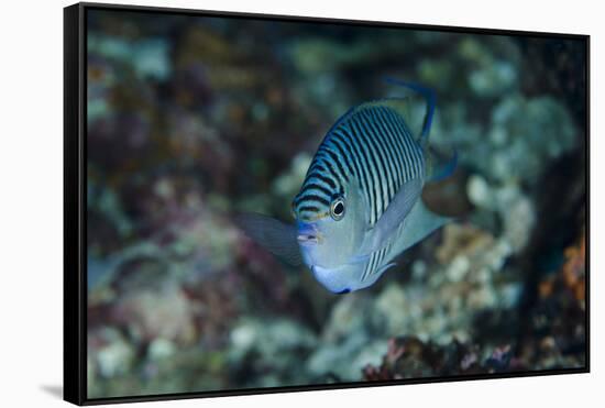 Indonesia, Papua, Cenderawasih Bay. Close-up of angelfish.-Jones and Shimlock-Framed Stretched Canvas