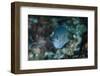 Indonesia, Papua, Cenderawasih Bay. Close-up of angelfish.-Jones and Shimlock-Framed Photographic Print