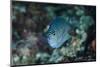 Indonesia, Papua, Cenderawasih Bay. Close-up of angelfish.-Jones and Shimlock-Mounted Photographic Print