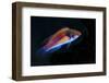 Indonesia, Papua, Cenderawasih Bay. Close-up of colorful wrasse fish.-Jones and Shimlock-Framed Photographic Print