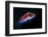 Indonesia, Papua, Cenderawasih Bay. Close-up of colorful wrasse fish.-Jones and Shimlock-Framed Photographic Print