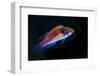 Indonesia, Papua, Cenderawasih Bay. Close-up of colorful wrasse fish.-Jones and Shimlock-Framed Photographic Print