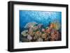 Indonesia, Papua, Raja Ampat. Fish schooling around coral reef.-Jones and Shimlock-Framed Photographic Print