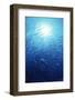 Indonesia, School of Barracuda in Sea-Michele Westmorland-Framed Photographic Print