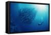 Indonesia, Scuba Diving in Sea-Michele Westmorland-Framed Stretched Canvas