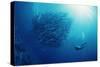 Indonesia, Scuba Diving in Sea-Michele Westmorland-Stretched Canvas