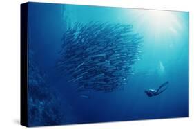 Indonesia, Scuba Diving in Sea-Michele Westmorland-Stretched Canvas