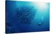 Indonesia, Scuba Diving in Sea-Michele Westmorland-Stretched Canvas