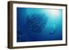 Indonesia, Scuba Diving in Sea-Michele Westmorland-Framed Photographic Print