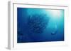 Indonesia, Scuba Diving in Sea-Michele Westmorland-Framed Photographic Print