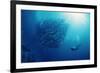 Indonesia, Scuba Diving in Sea-Michele Westmorland-Framed Photographic Print