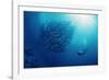 Indonesia, Scuba Diving in Sea-Michele Westmorland-Framed Photographic Print