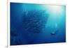 Indonesia, Scuba Diving in Sea-Michele Westmorland-Framed Photographic Print