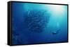 Indonesia, Scuba Diving in Sea-Michele Westmorland-Framed Stretched Canvas